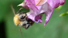 Ackerhummel (17).jpg